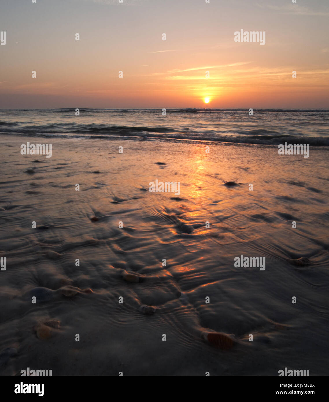 Una tranquilla spiaggia della Florida di sunrise, con delicato lavaggio onde sul mare gusci Foto Stock