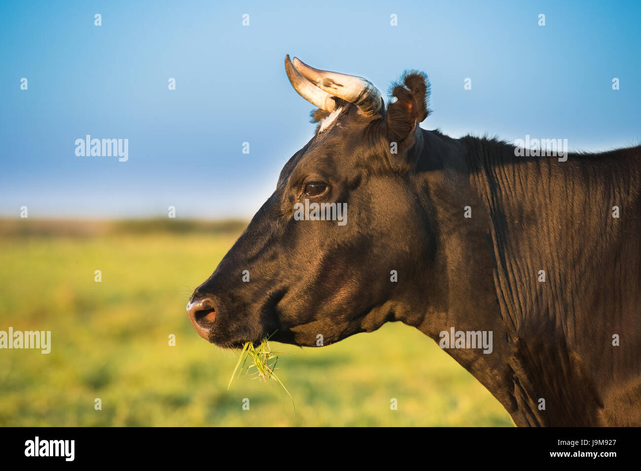 Close up ritratto di mucca nera in prato o di campo con erba verde in bocca. Vacca di erba da masticare Foto Stock