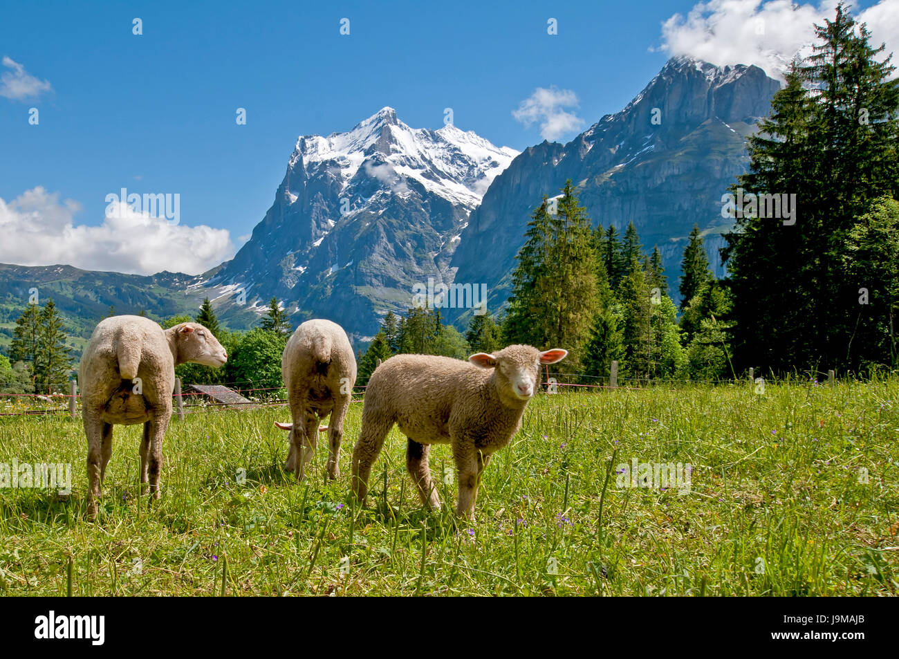 Agricoltura, allevamento, pecore, animali di fattoria, pecore-run, Willow, montagne, pet, Foto Stock