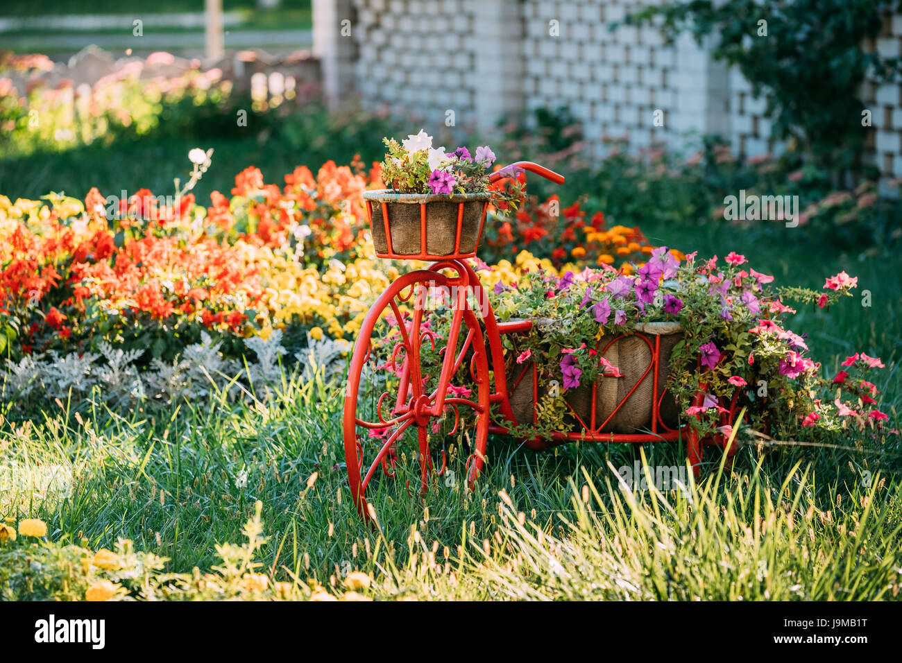 Retrò decorativi Vintage vecchio modello di bicicletta dotata cesto fiori del giardino. Estate letto floreale con nelle petunie. Foto Stock