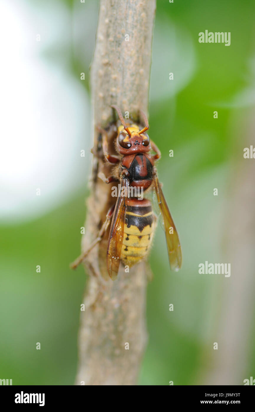 Insetto, insetti, vespe, calabroni, lilla, zoologia, tossiche e velenose, vespa crabro, Foto Stock