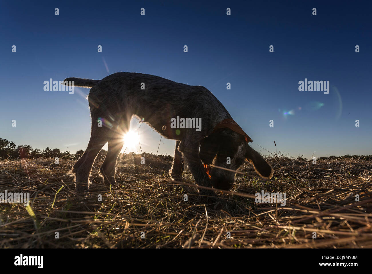 Un filo di tedesco a pelo cucciolo puntatore riproduce in un taglio fresco campo in tarda serata sun. Foto Stock