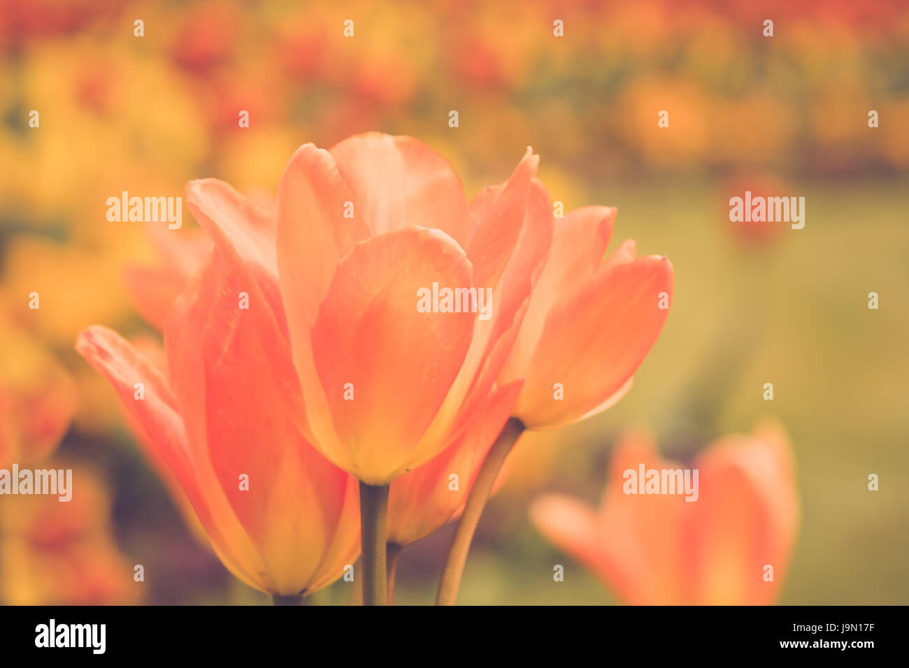 Gigante tulipani arancione nel parterre di Waddesdon Manor National Trust nel Buckinghamshire. Foto Stock