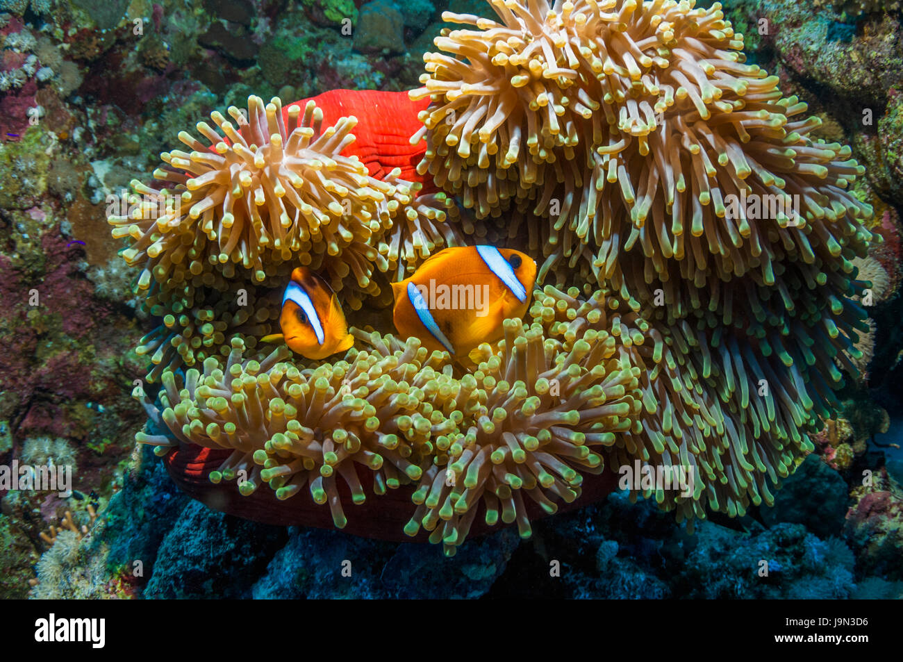 Mar Rosso [anemonefish Amphiprion bicinctus] con magnifica anemone [Heteractis magnifica]. Egitto, Mar Rosso. Foto Stock