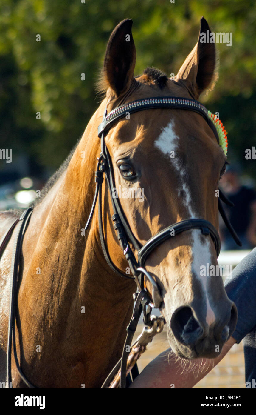 Ritratto di cavallo. Foto Stock