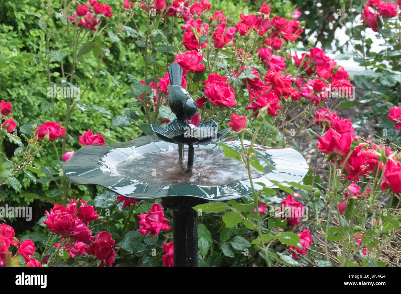 Le gocce di pioggia sulle rose e Bird Feeder Foto Stock