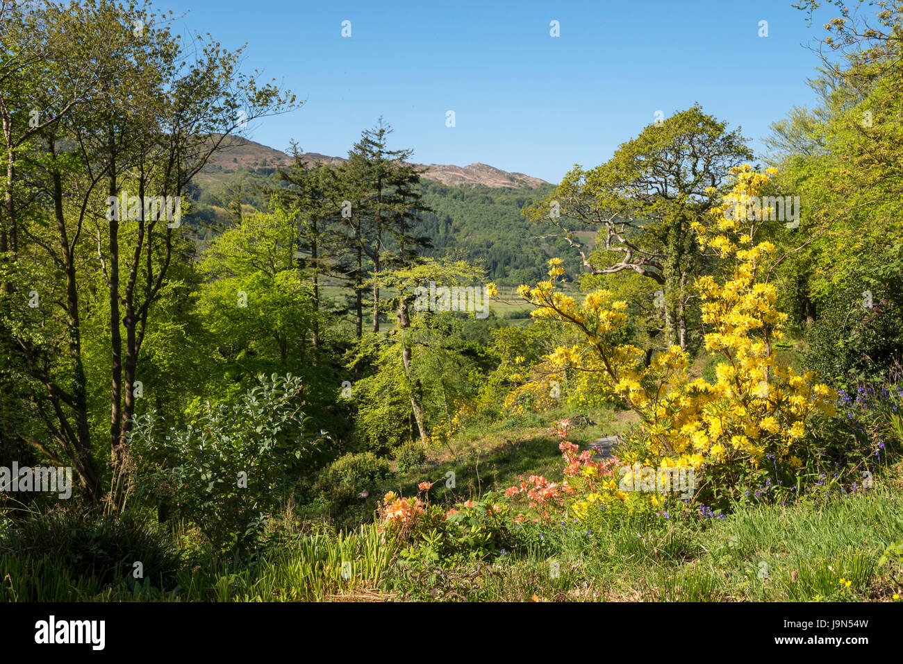 Plas Tan y Bwlch giardini nei pressi di Maentwrog in Snowdonia, Galles del Nord, Regno Unito. Foto Stock