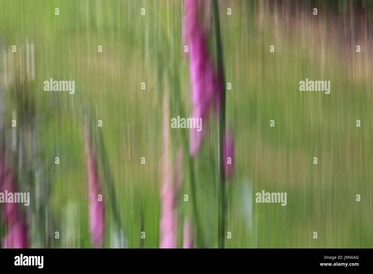 ICM intenzionale di movimento della telecamera abstract Foto Stock