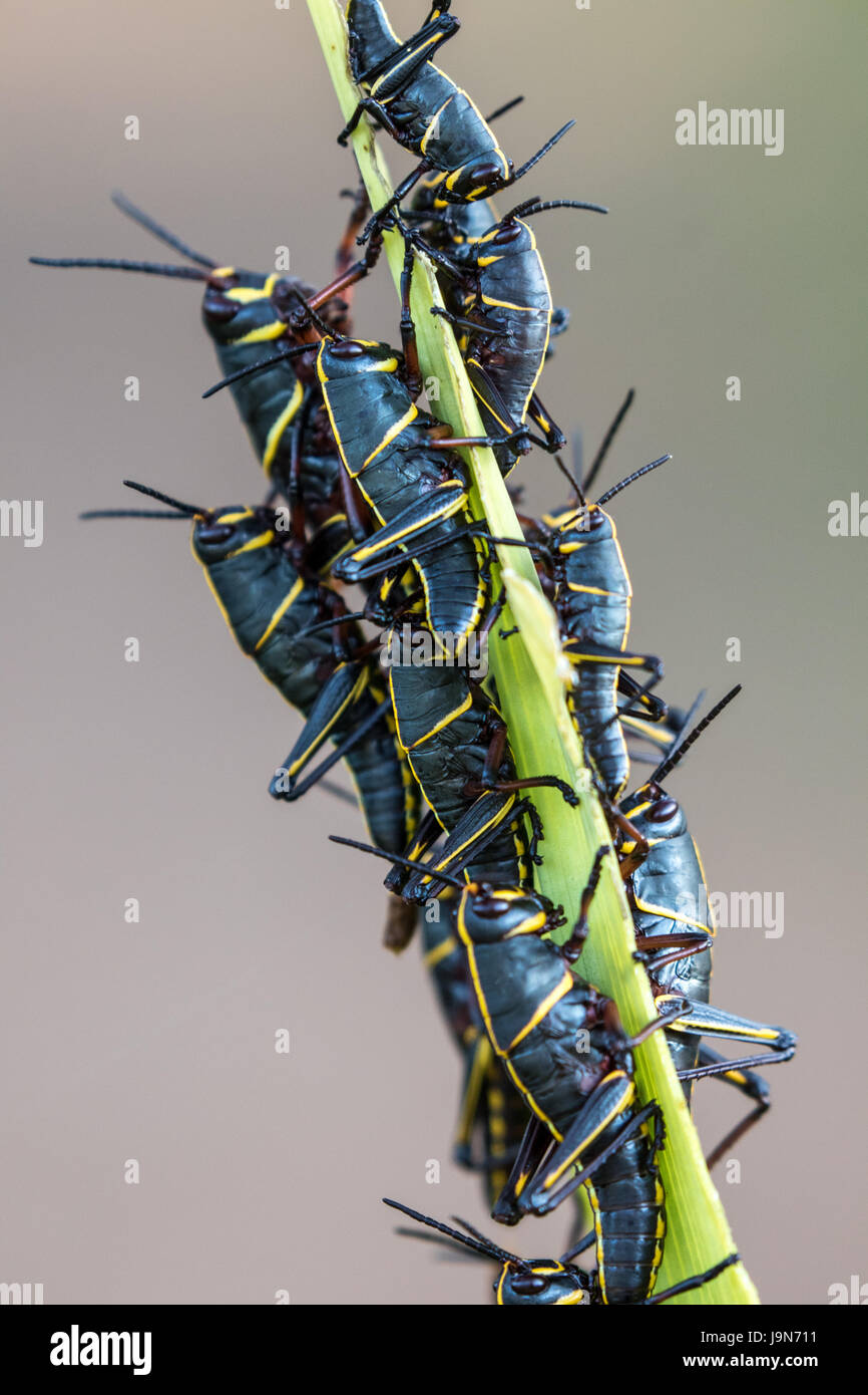 Gomma cavallette su uno stelo di una pianta in Florida Foto Stock