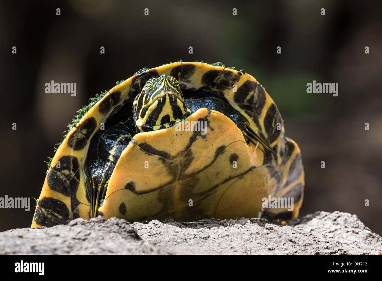 Suwanee fiume cooter turtle Foto Stock