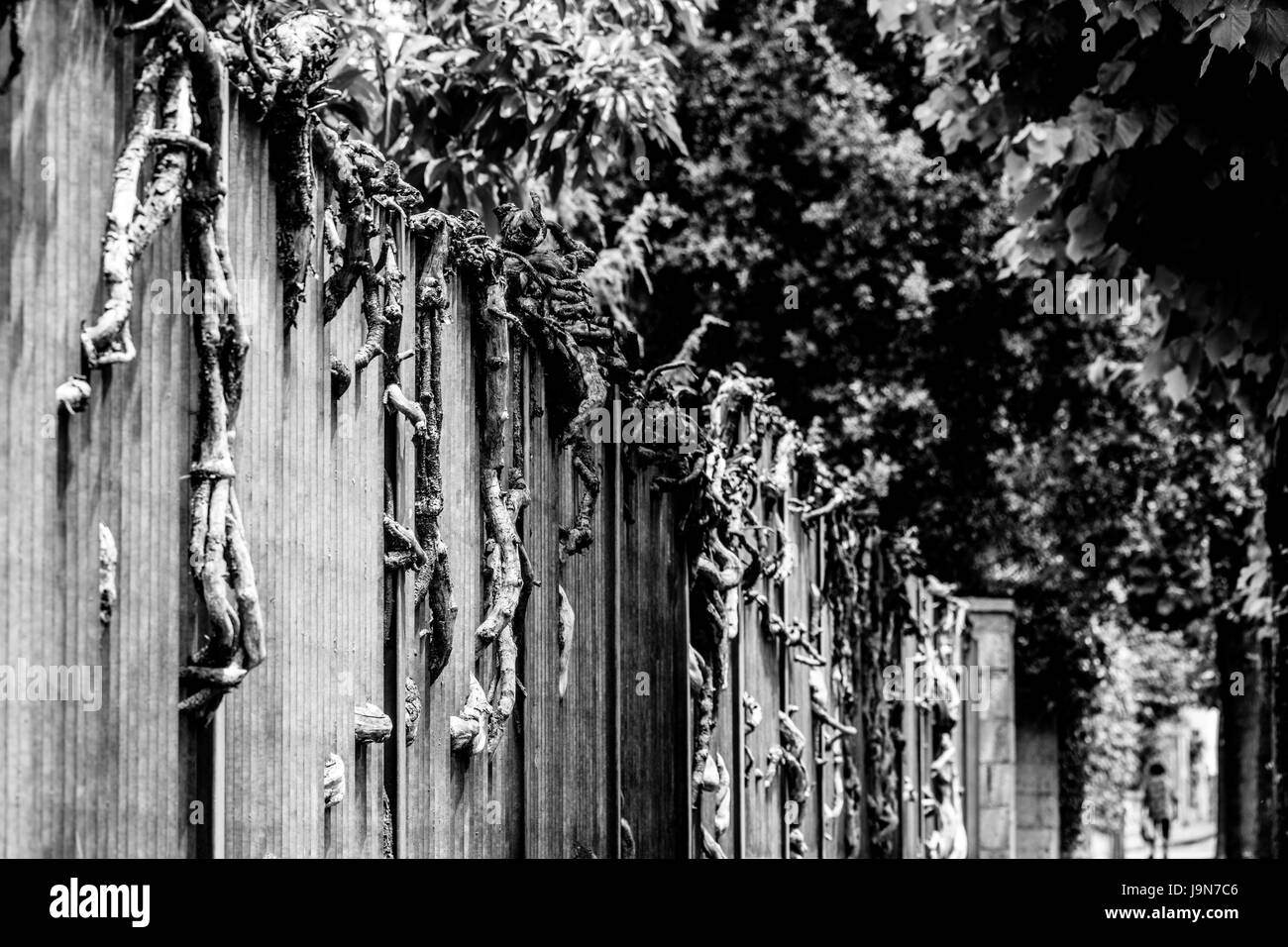 Radici attraverso le barre di un cancello, Italia Foto Stock