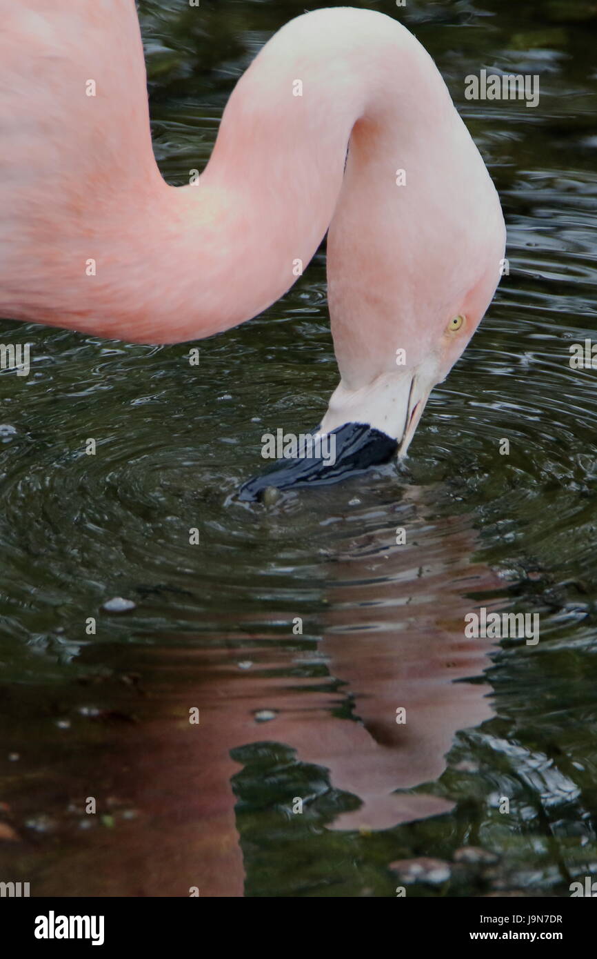 Flamingo alimentazione filtro a Harewood House nello Yorkshire; UK. Foto Stock