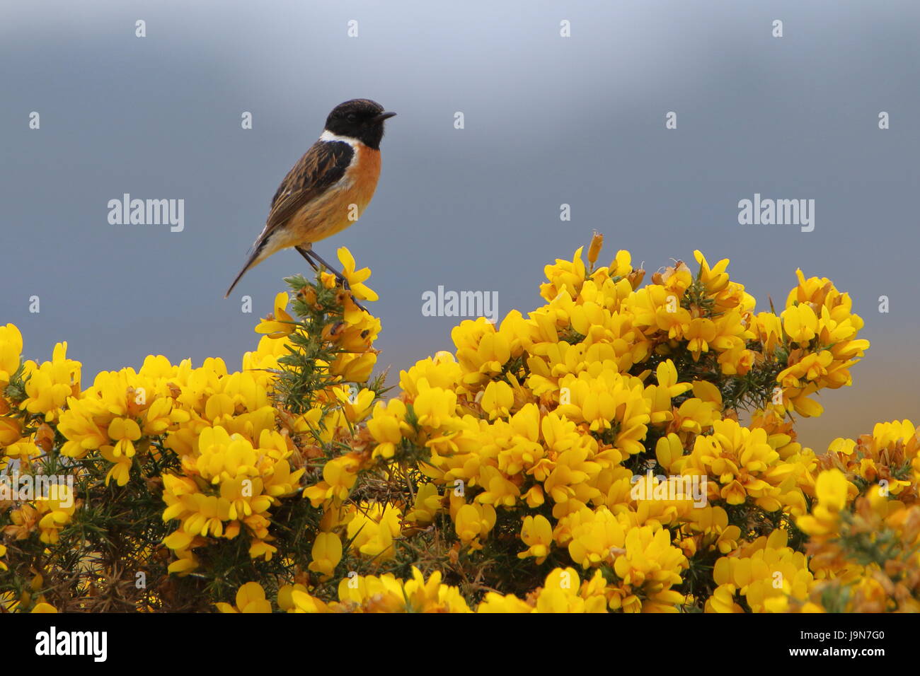 Maschio (Stonechat Saxicola torquata) su gorse a Dornoch in Sutherland, in Scozia, Regno Unito Foto Stock