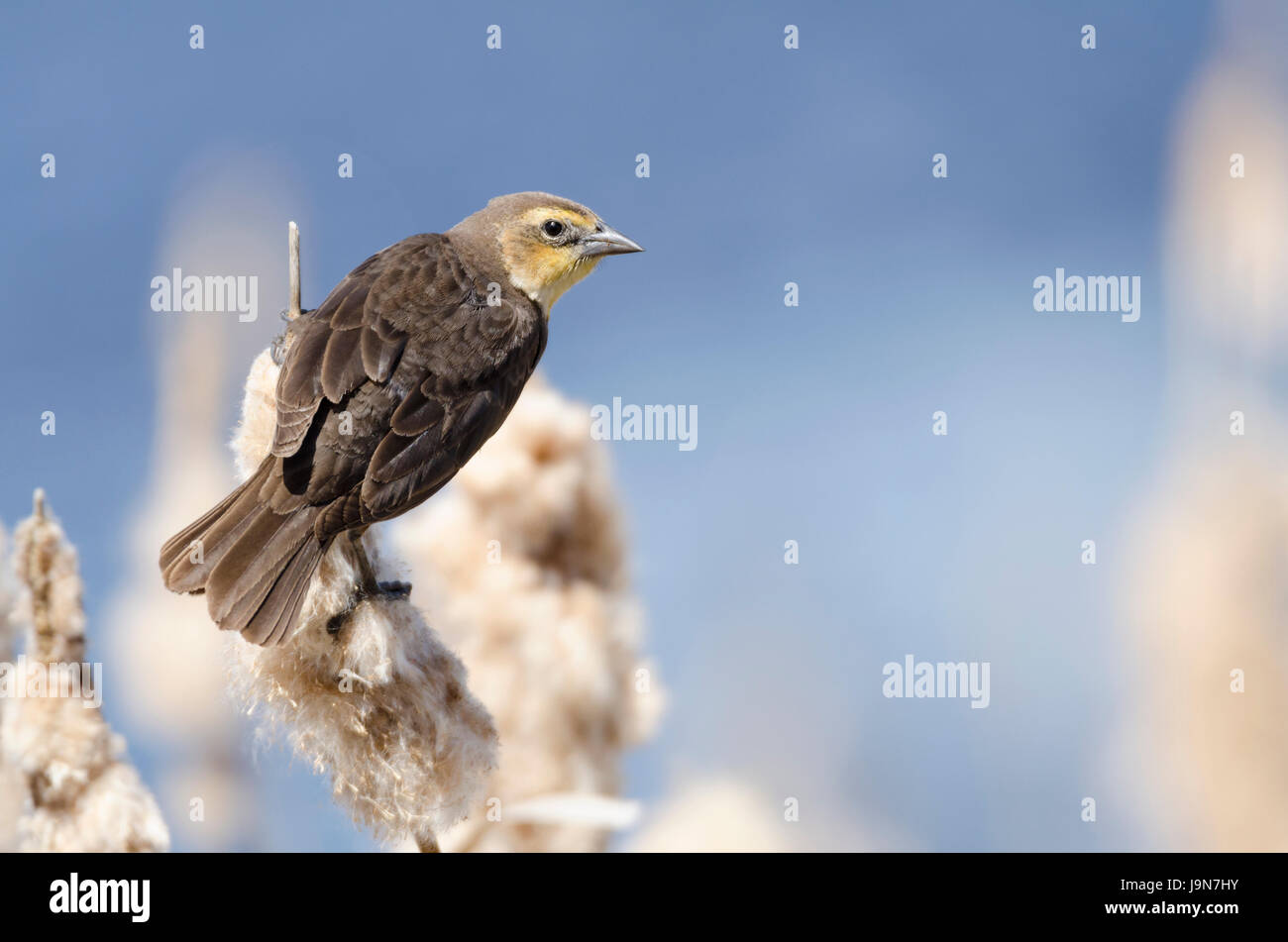 Femmina giallo-guidato blackbird arroccato su cattails da uno stagno Foto Stock