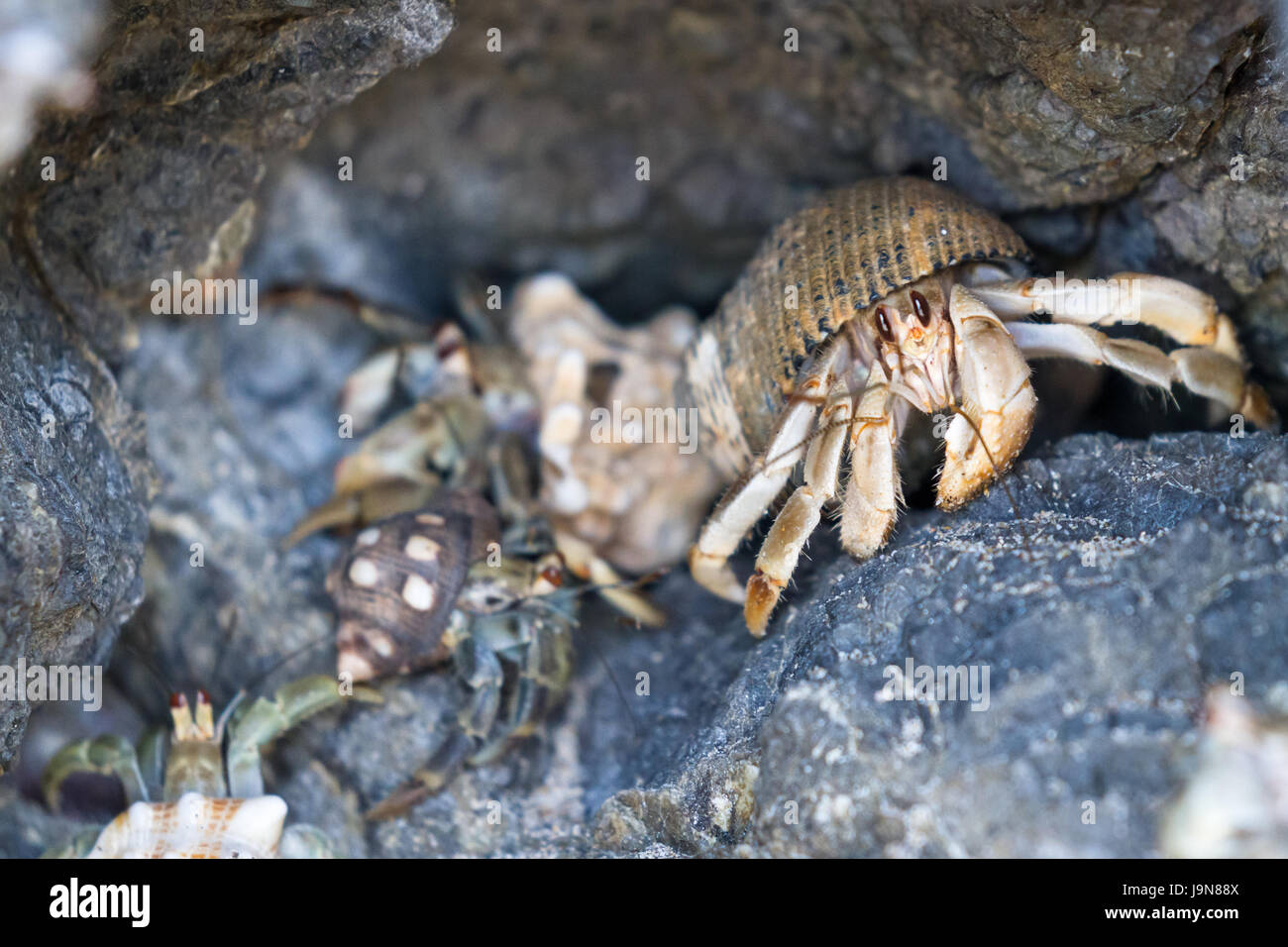 Gruppo di paguri in una piccola grotta o foro in una roccia in una spiaggia in Costa Rica Foto Stock