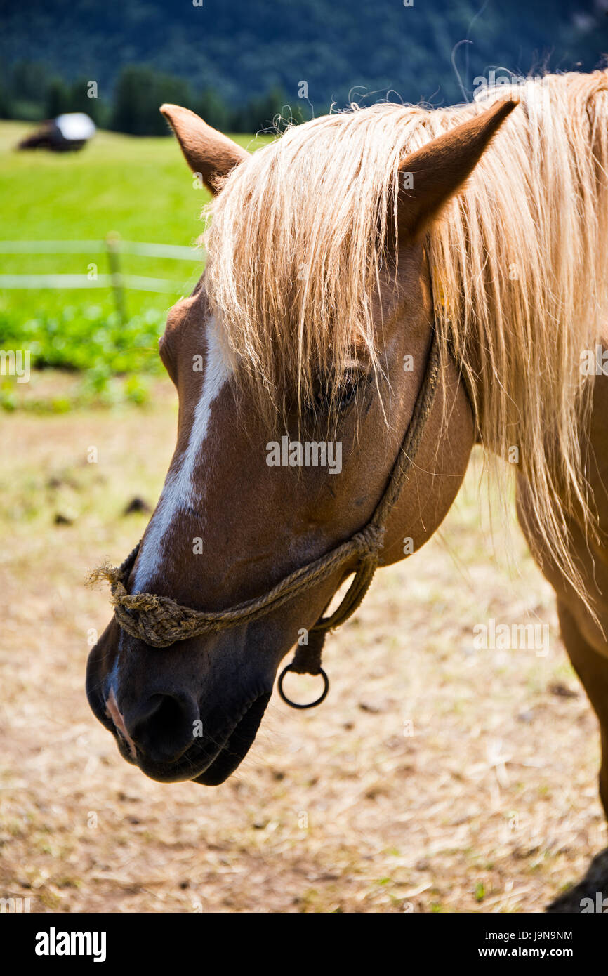 Faccia di cavallo Foto Stock
