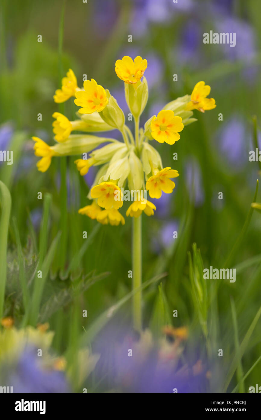 Cowslip, Primula veris, tra Bluebells, Pentwyn Farm SSSI, Monmouth, Gwent Foto Stock