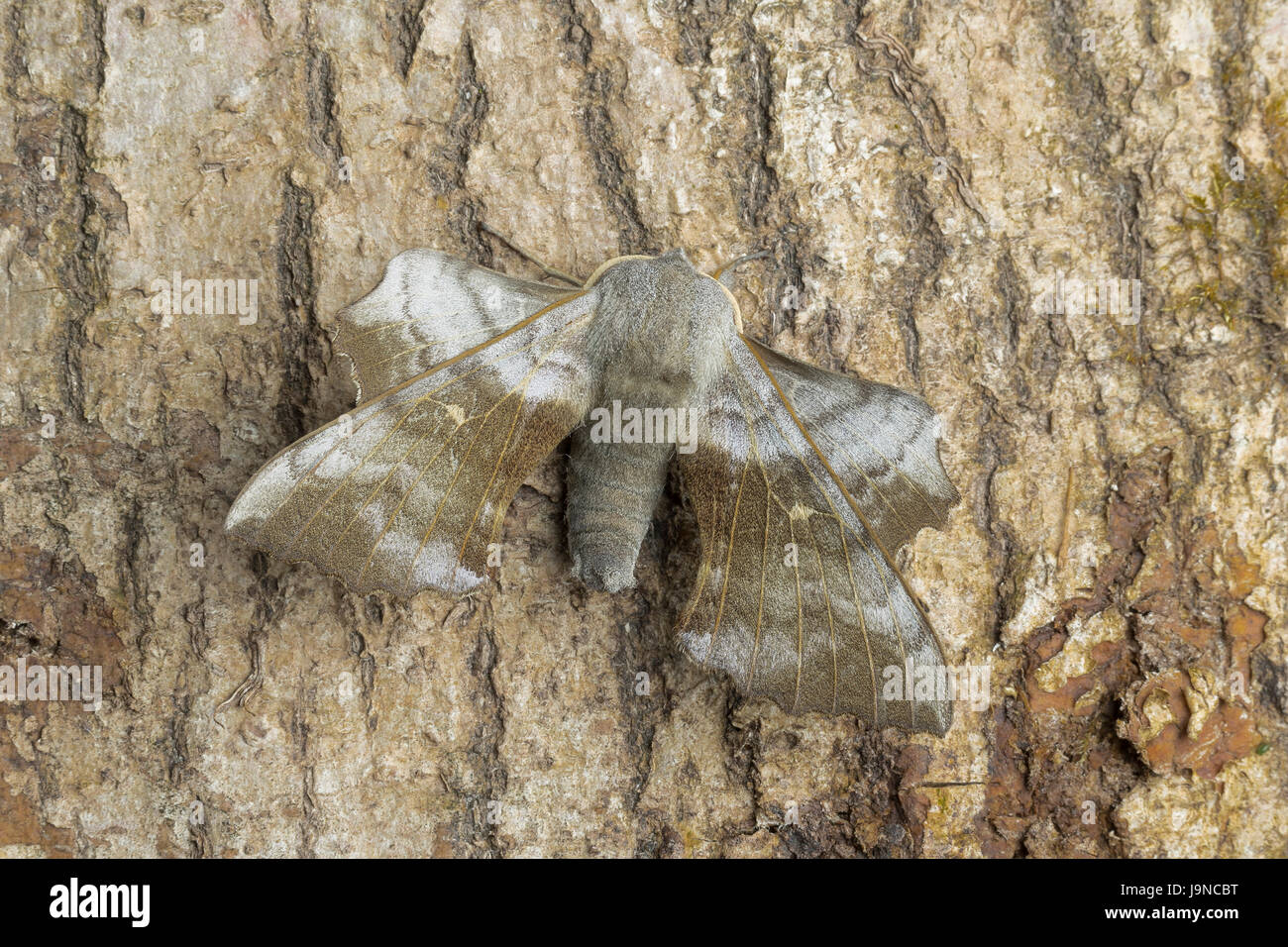 Il PIOPPO Hawk-moth, Laothoe populi, Monmouthshire, maggio. Famiglia Sphingidae. Foto Stock