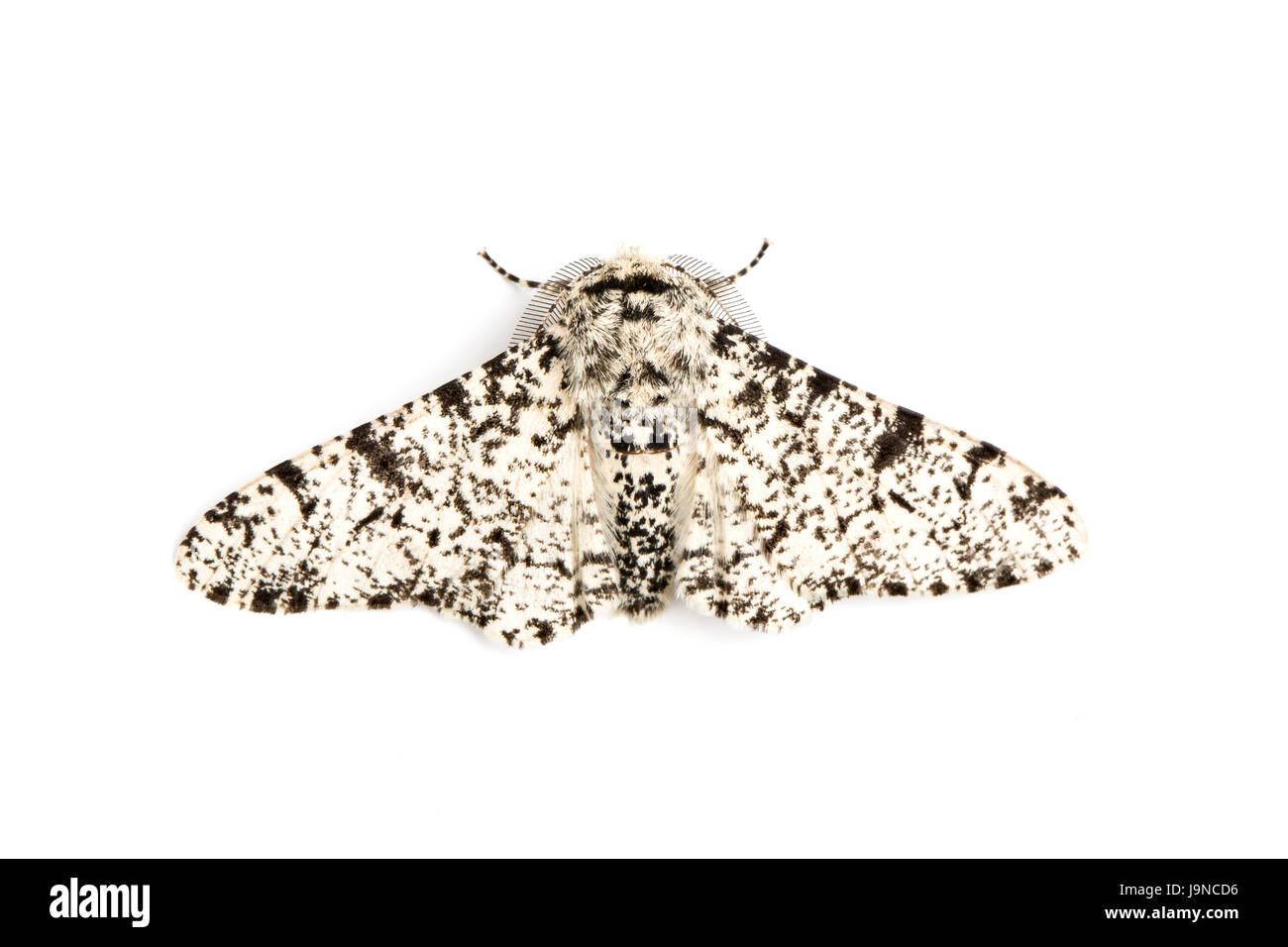 Pepati Tarma Biston betularia, forma pallido, Monmouthshire, maggio. Famiglia Geometridae. Foto Stock