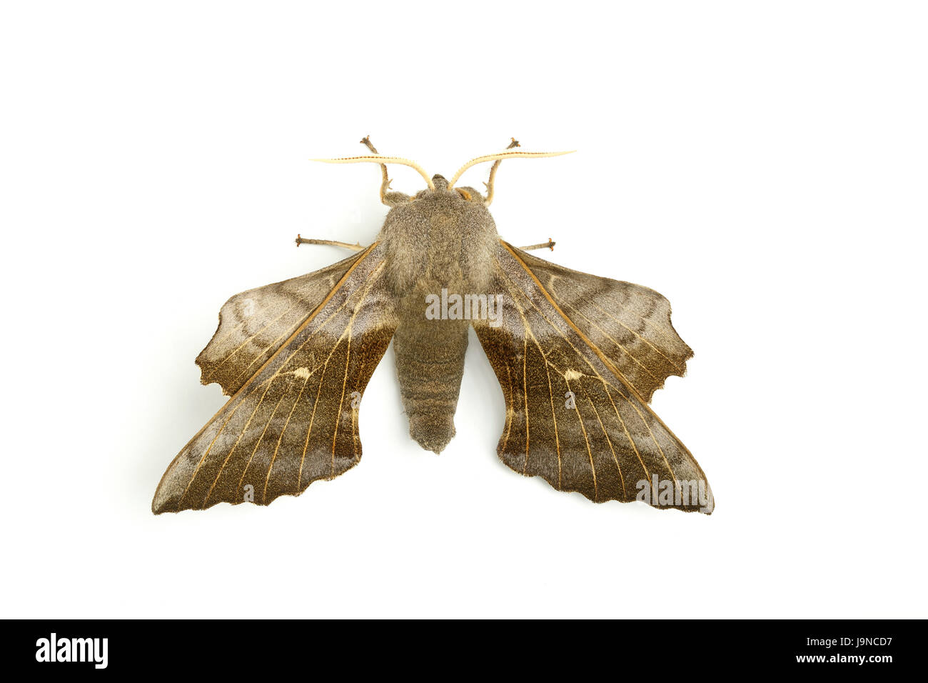 Il PIOPPO Hawk-moth, Laothoe populi, su sfondo bianco, Monmouthshire, maggio. Famiglia Sphingidae. Foto Stock