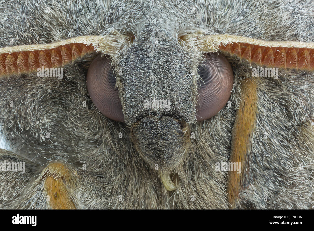 Vista ravvicinata di pioppo Hawk-moth, Laothoe populi, Monmouthshire, maggio. Famiglia Sphingidae. Foto Stock