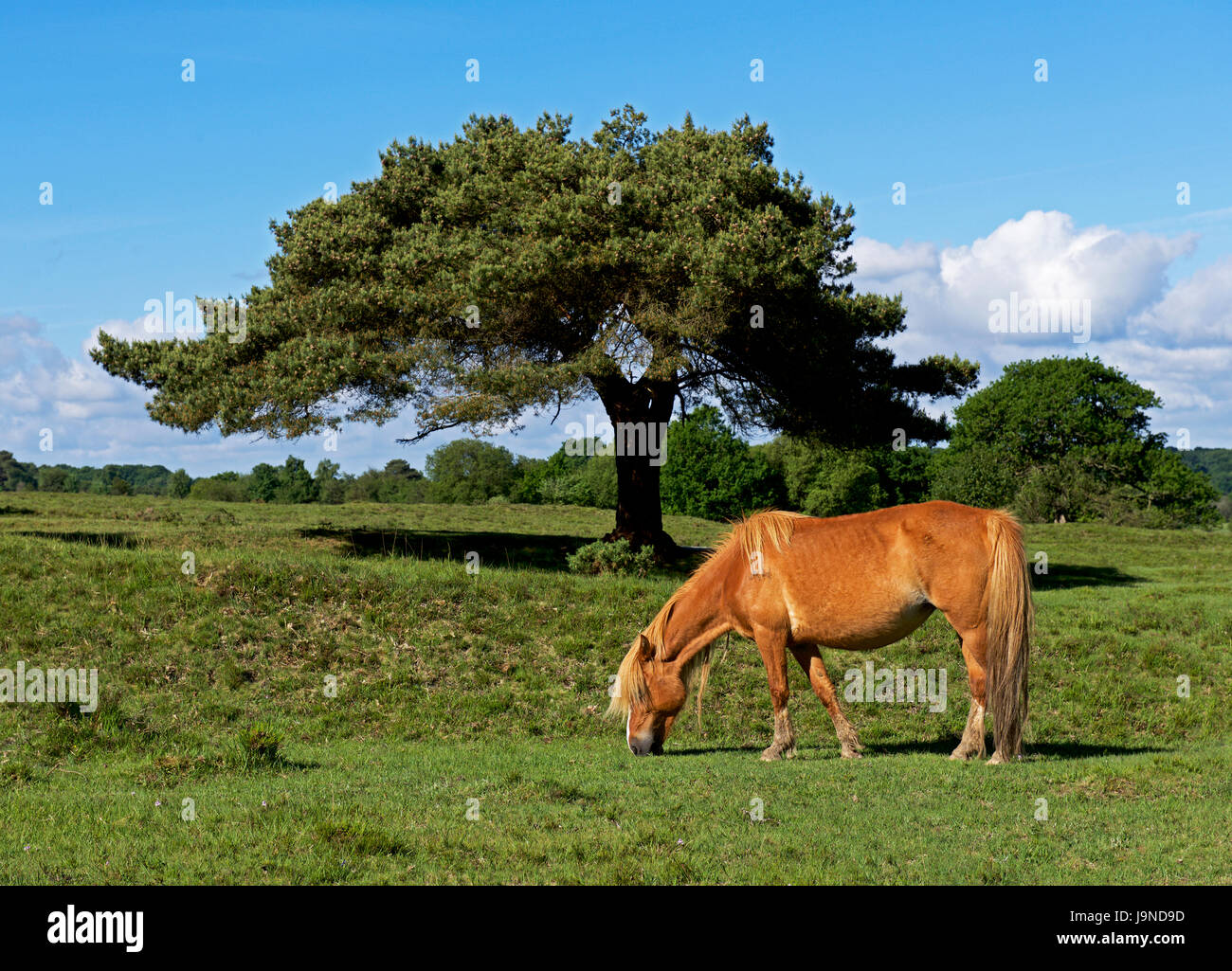 Cavallo nella nuova foresta, Hampshire, Inghilterra, Regno Unito Foto Stock