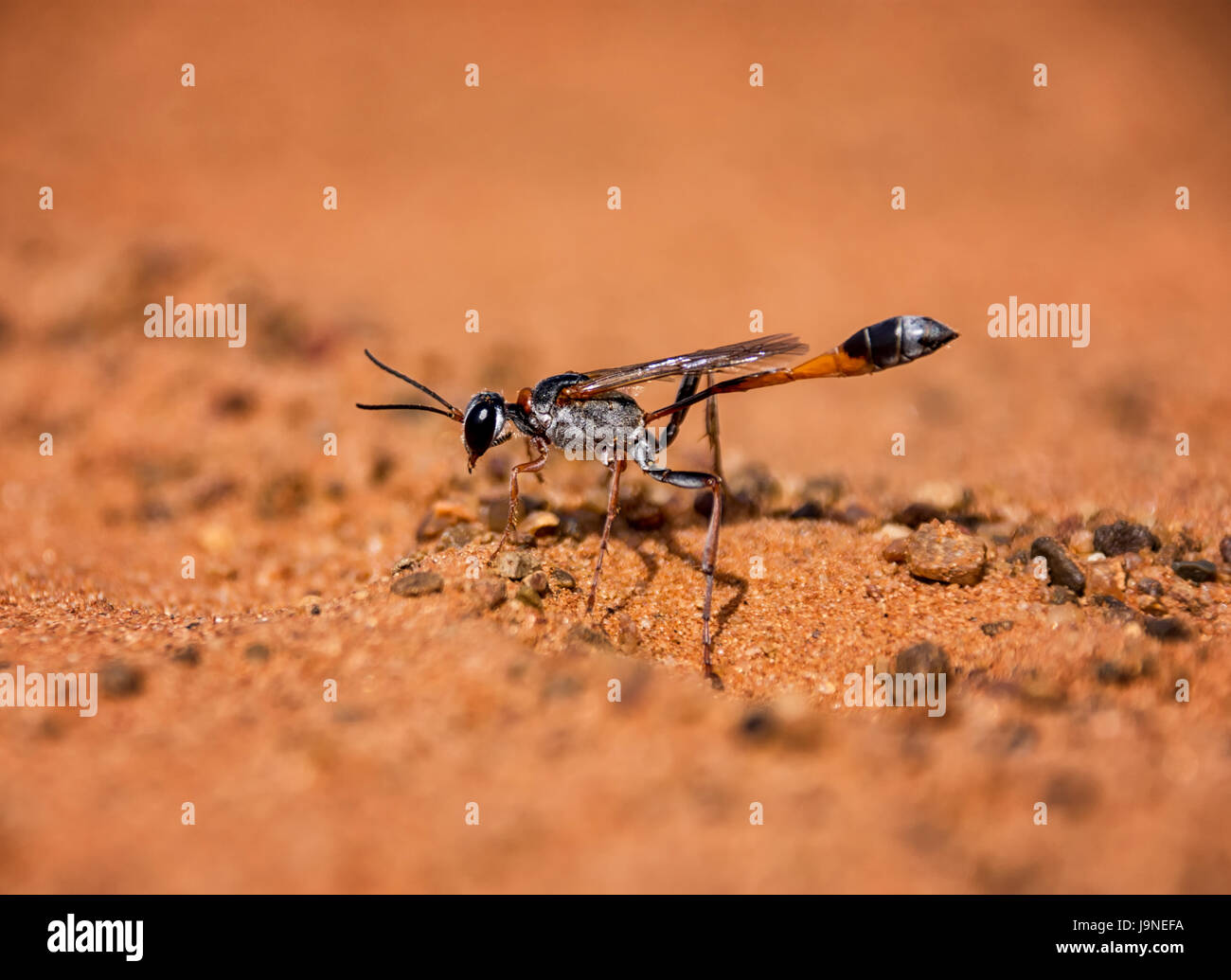 Un Ammophila Wasp nel sud della savana africana Foto Stock