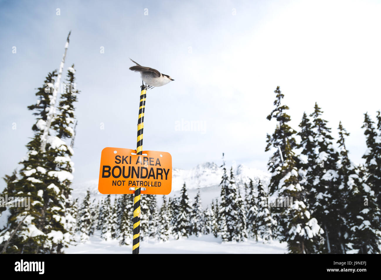 Whisky jack appollaiato sulla cima di un area sciistica segno di confine con blackcomb mountain in background. Foto Stock