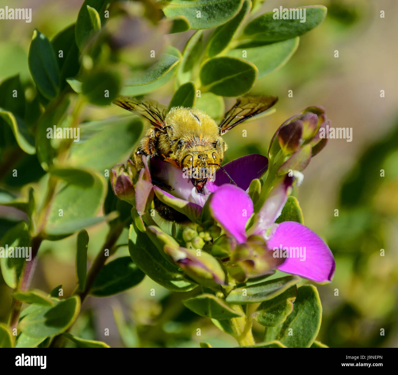 Un maschio di falegname ape su una boccola con fiori di colore rosa in Africa australe Foto Stock