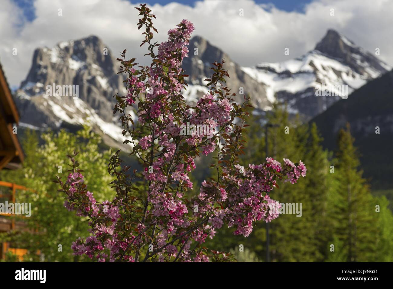Primavera Fiori Bloom Città di Canmore, Canada con tre Sorelle Montagne Rocciose Paesaggio sfocato sfondo Alberta Foothills Foto Stock