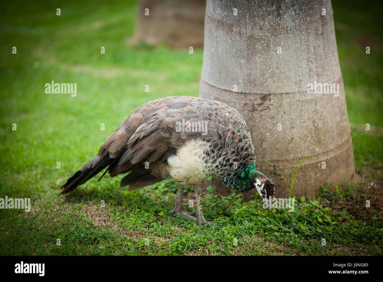 Pavone bellissime passeggiate nel parco sull'erba Foto Stock