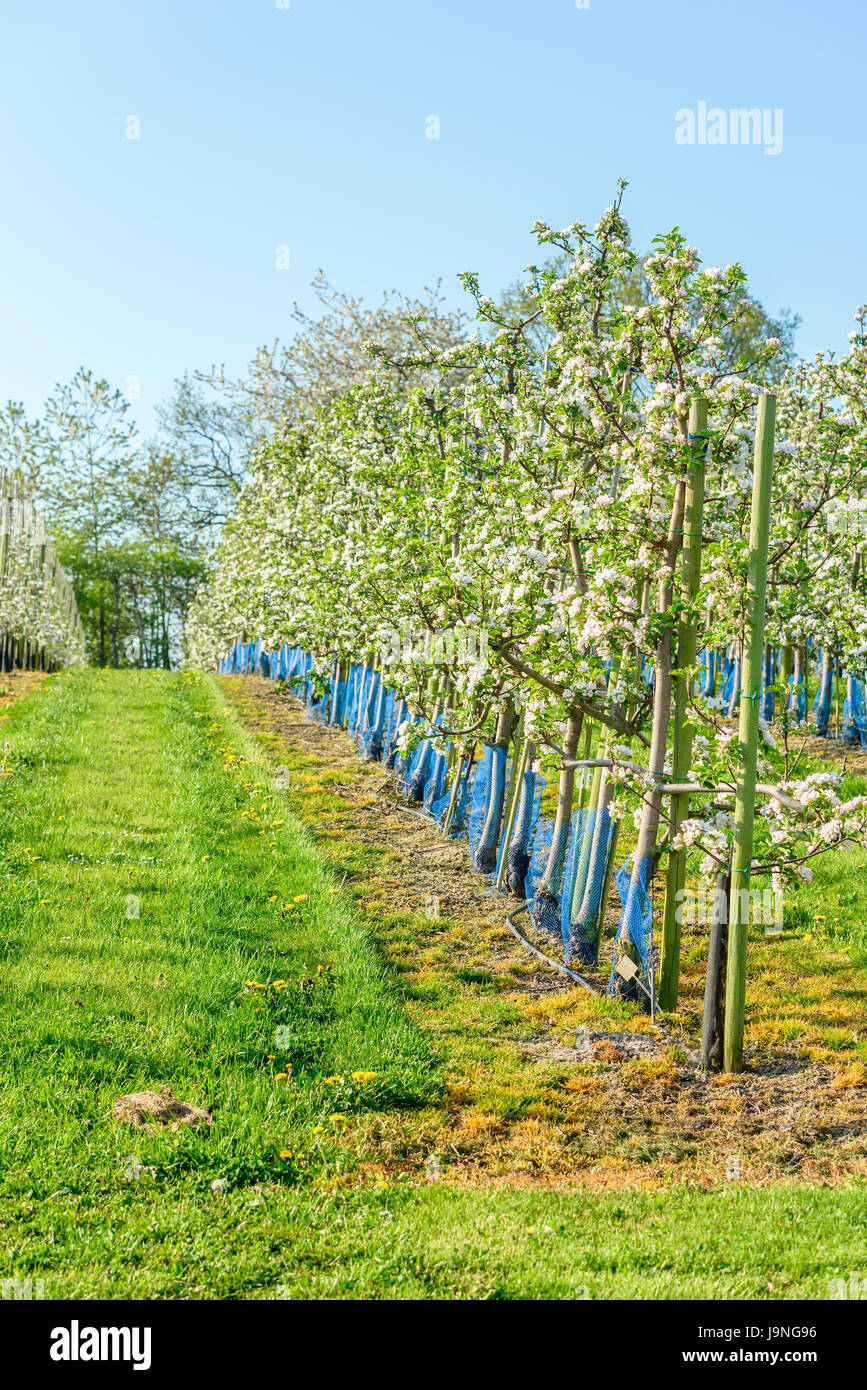 Filari di alberi di mele Frutteti in piena fioritura. Blu e nero il tubo di plastica intorno agli alberi per proteggere dai roditori mangiare sulla corteccia. Foto Stock