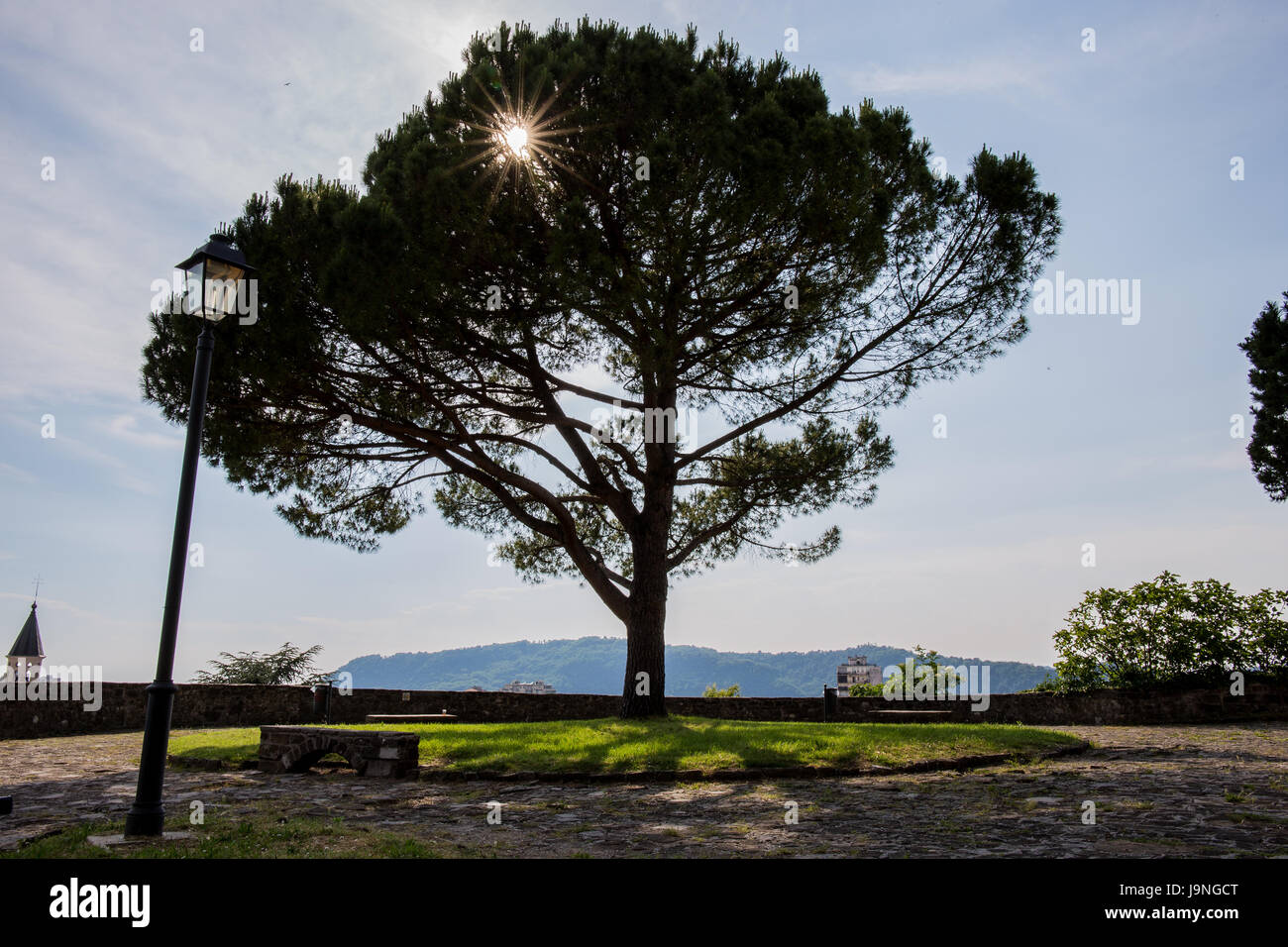 Un albero a Gorizia il castello di cortile con un piercing la luce del sole attraverso il sun Foto Stock