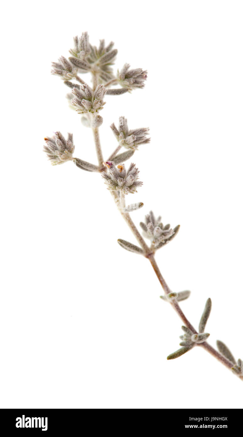 La flora di Gran Canaria - Micromeria, piccoli ramoscelli isolato su bianco Foto Stock