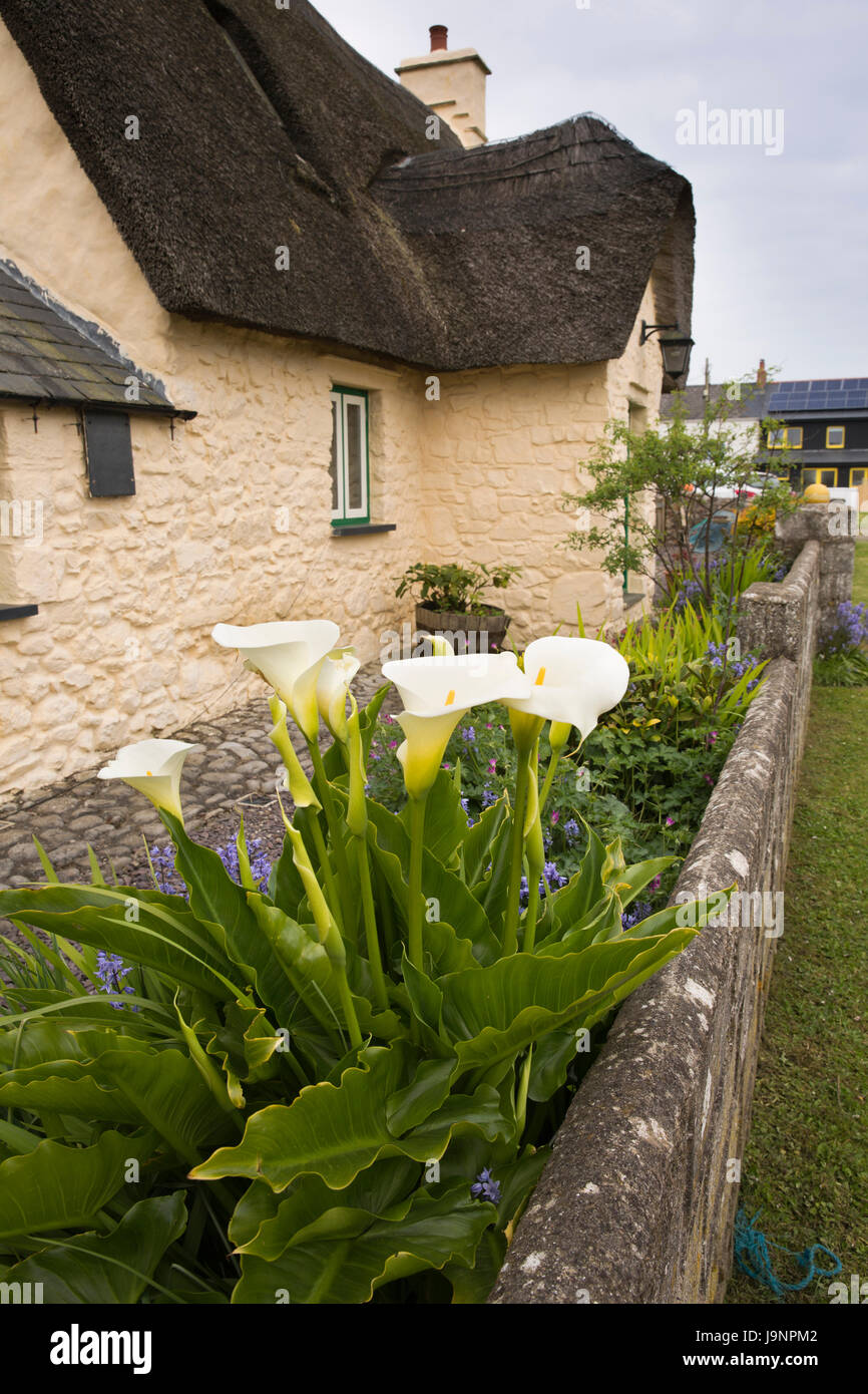 Nel Regno Unito, in Galles, Pembrokeshire, Marloes, arum lillies Zantedeschia aethiopica crescono nel giardino della casa di paglia Foto Stock