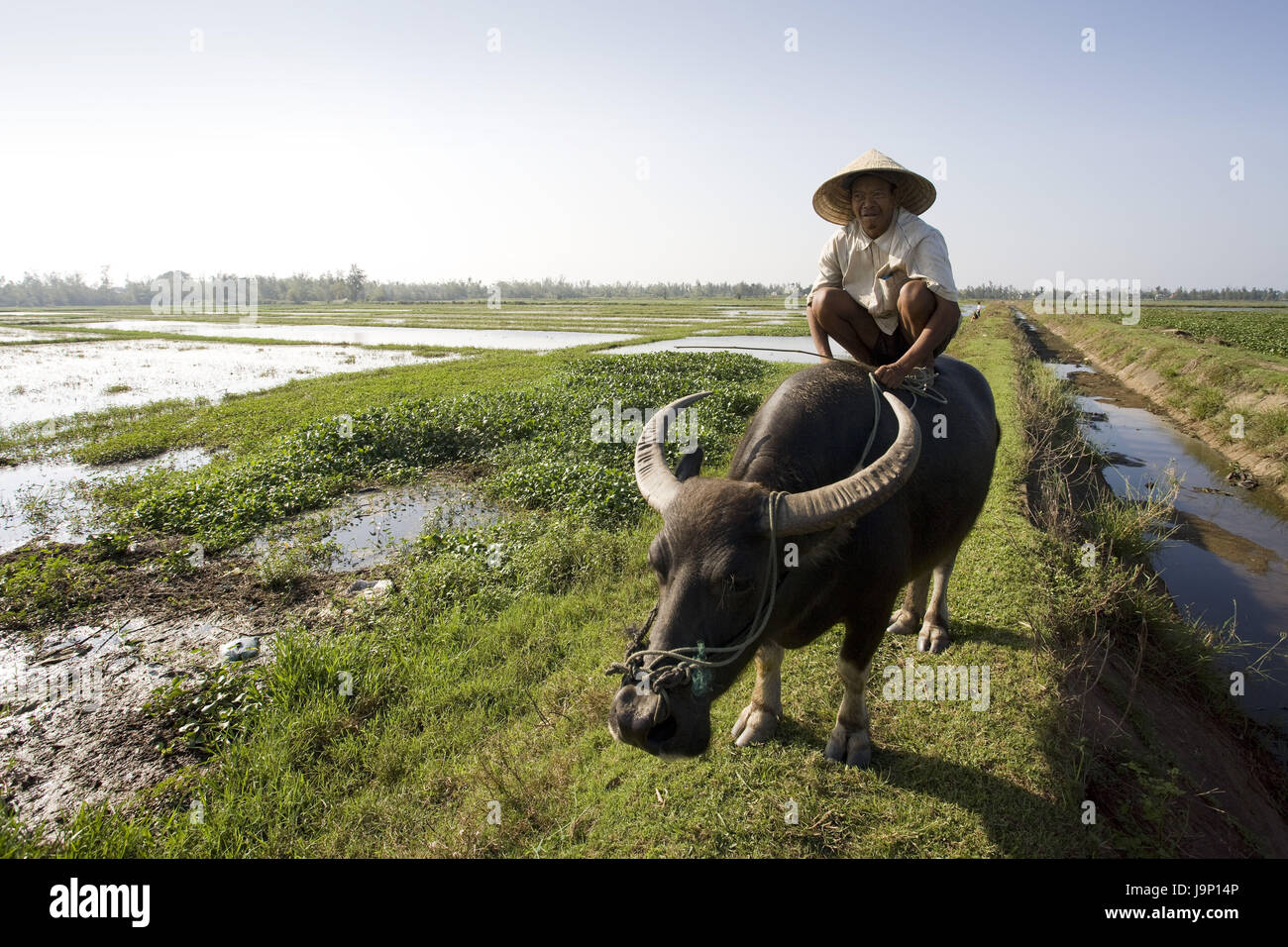 Il Vietnam,Hoi In,campo,pedina,ox,ride, Foto Stock