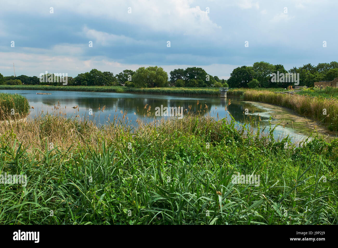 Woodberry Zone umide in estate, North London REGNO UNITO Foto Stock