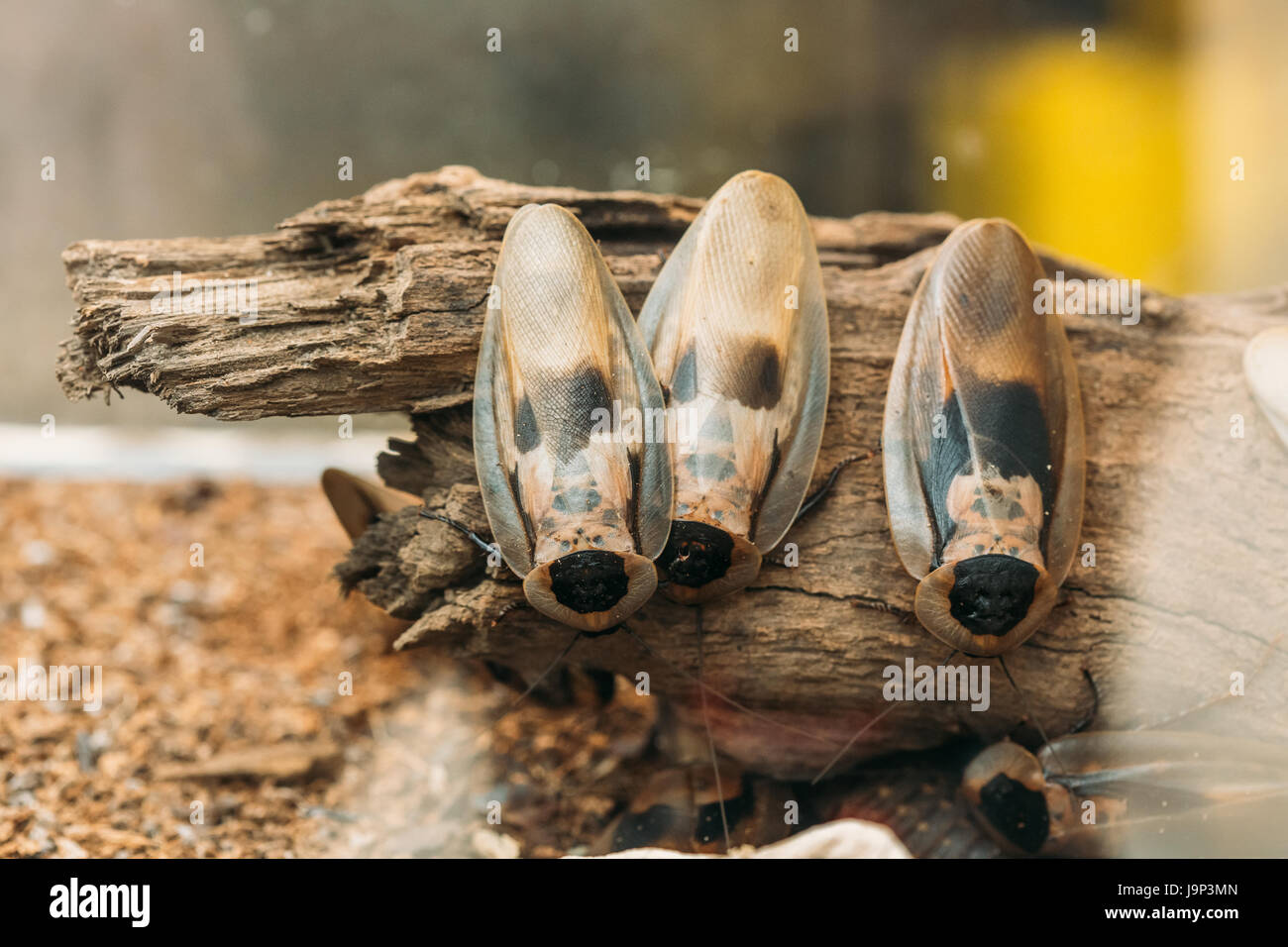 La vera morte la testa o scarafaggio Blaberus Craniifer è uno scarafaggio, simile a discoidale di scarafaggio. Foto Stock