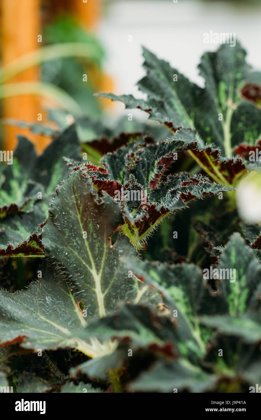 Il verde delle foglie della pianta di Begonia Rex Putz, comunemente noto come re di Begonia, Rex Begonia, è un perenne Rhizomatous dall India del Nord. Si tratta di un genitore di Th Foto Stock