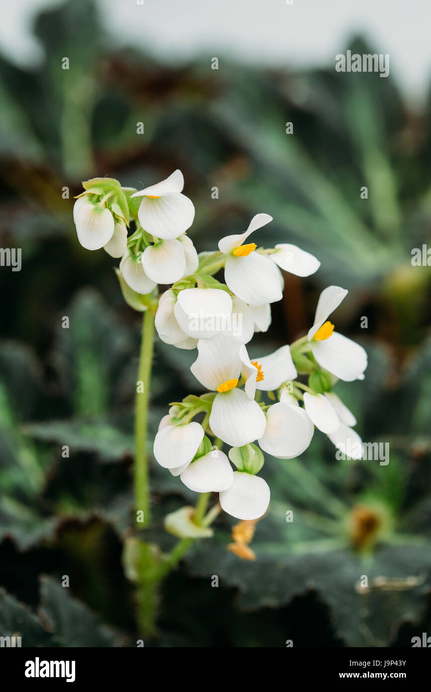Il verde delle foglie e fiori della pianta di Begonia Rex Putz, comunemente noto come re di Begonia, Rex Begonia, è un perenne Rhizomatous dall India del Nord. Si tratta di un P Foto Stock