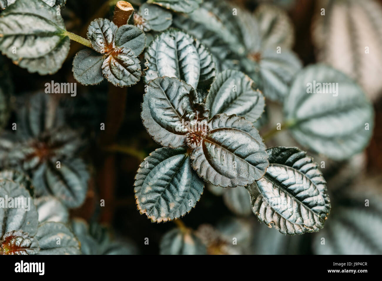 Il verde delle foglie della pianta Pilea Involucrata, è una pianta che è talvolta coltivato soprattutto nel caso in cui un elevato tasso di umidità può essere fornita come in un Terrar Foto Stock