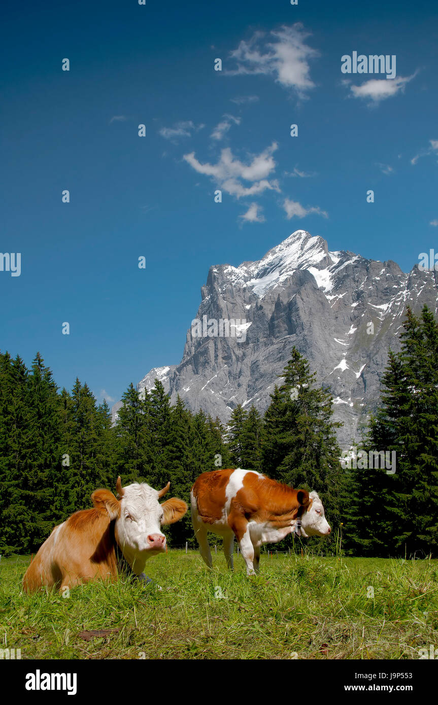 Agricoltura, allevamento, alp, mucca, bestiame, animali di fattoria, milker, montagne, pet, Foto Stock