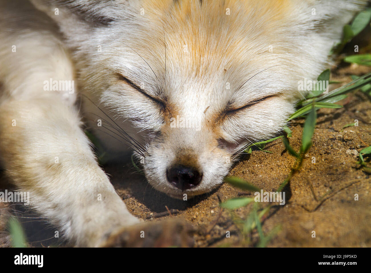 Immagine di un animale il muso di una volpe che dorme Foto Stock