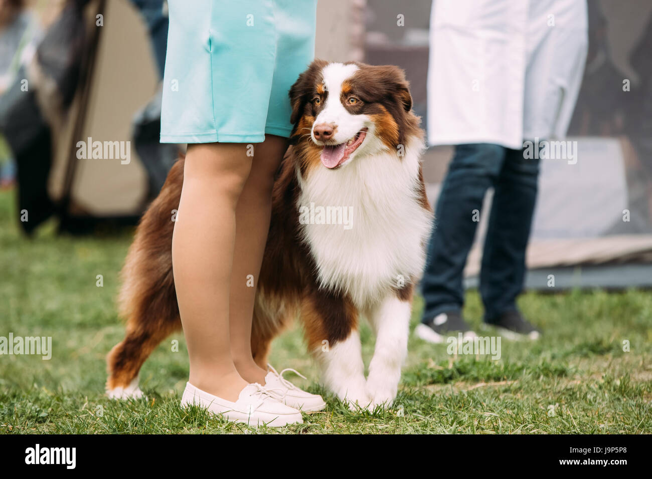 Divertente di colore rosso e bianco pastore australiano cane vicino a donna in erba verde. Aussie è una di medie dimensioni razza di cane che è stato sviluppato sul ranch in Foto Stock