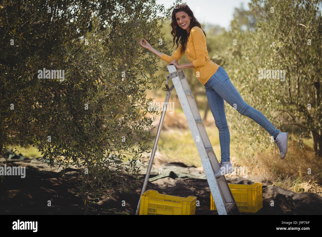 Ritratto di sorridente giovane donna spiumatura olive da albero a livello di azienda Foto Stock