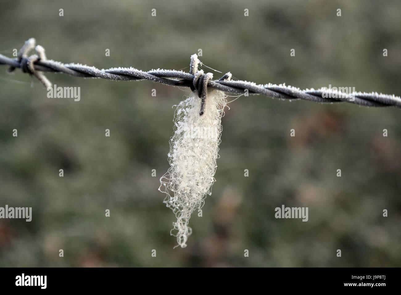 La lana di ovini catturati sul filo spinato a fianco di farm via off Lees Road, Brabourne fecce, Ashford, Kent, Regno Unito Foto Stock