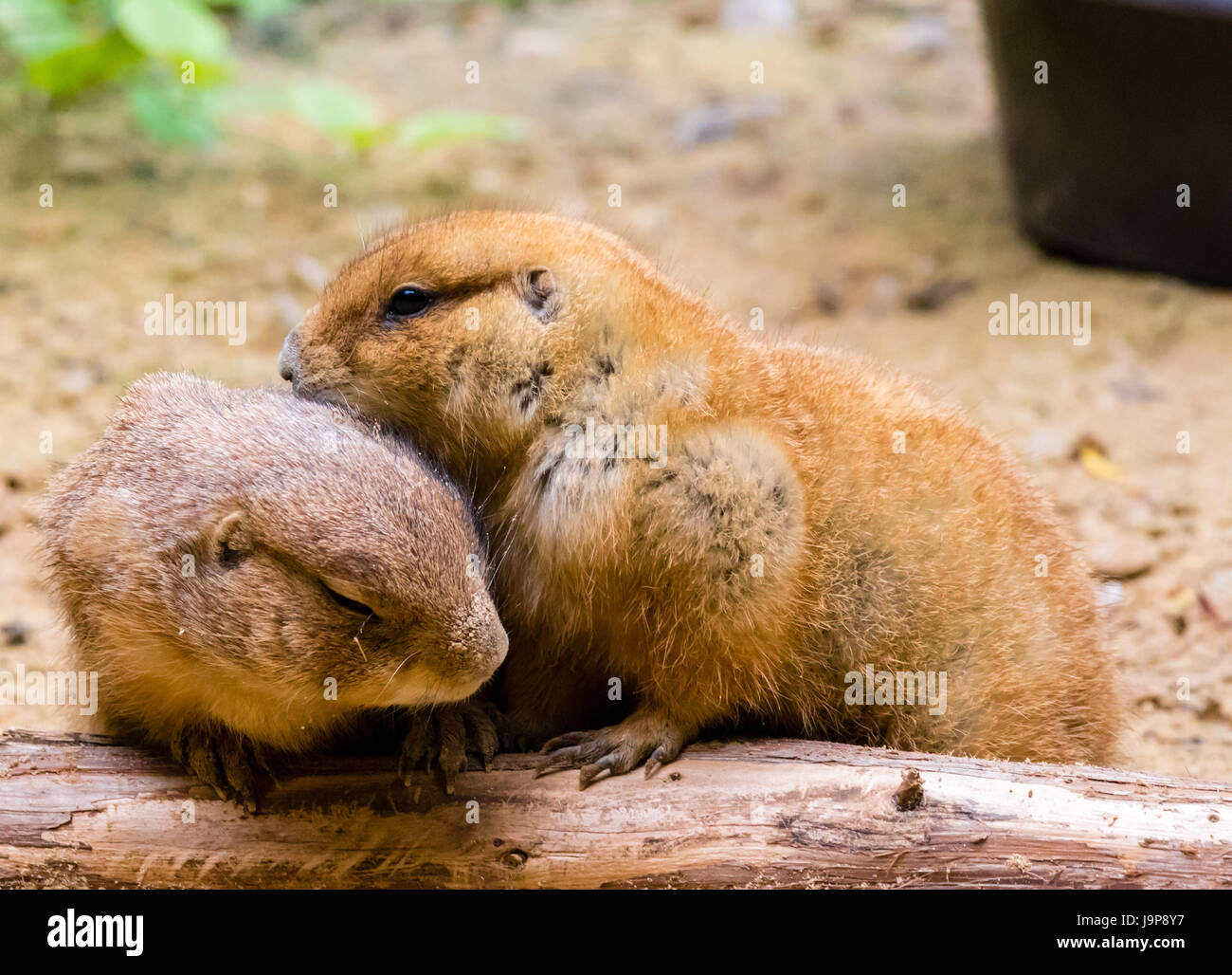 I cani della prateria cuddling insieme Foto Stock