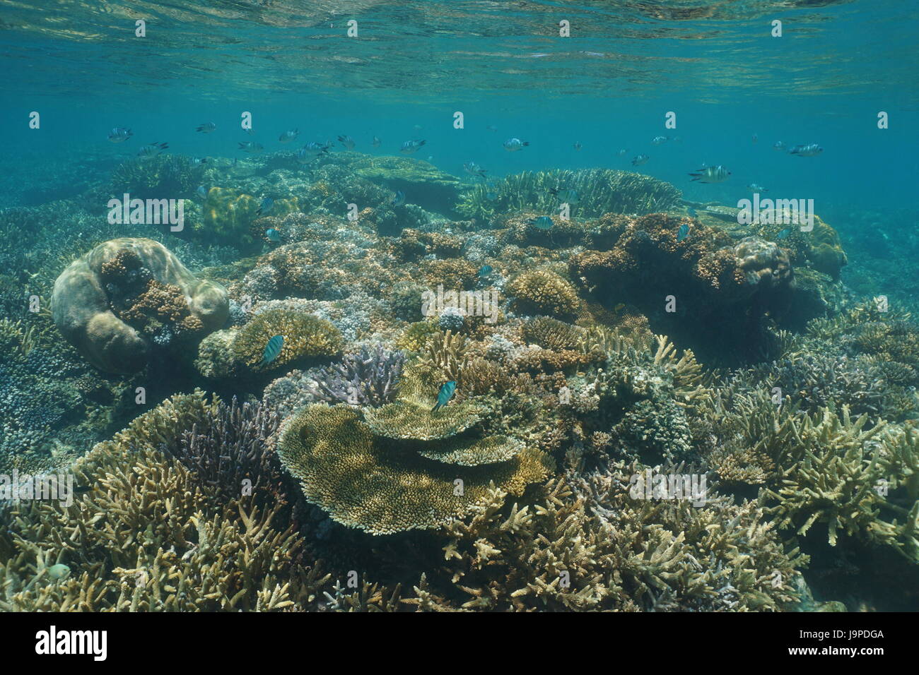 Una sana Coral reef subacquei con soft e pietroso coralli in acque poco profonde, laguna di Grande-Terre isola, Nuova Caledonia, oceano pacifico del sud Foto Stock