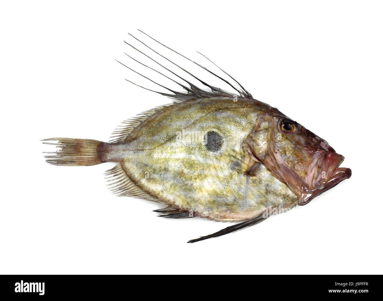 Più appena Pietro pesce,John Dory,Zeus faber,sa di sfondo, Foto Stock