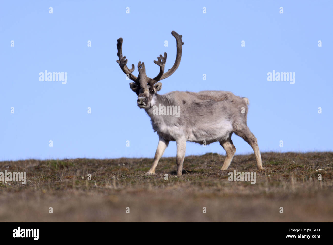 Norvegia,Svalbard,Spitsbergen,Isfjord,Diabasodden,Spitsbergen pensionato,Rangifer tarandus platyrhynchus, Foto Stock